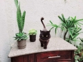 IMG-20220717-WA0001
